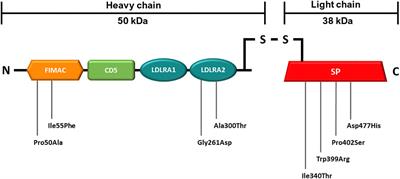 Functional evaluation of complement factor I variants by immunoassays and SDS-PAGE